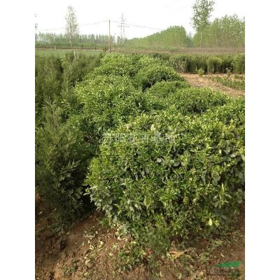 直生龍柏行情報(bào)價(jià)\直生龍柏圖片展示