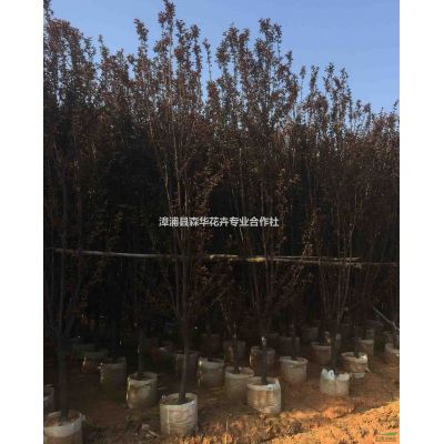 森華花卉專業(yè)批發(fā)榕樹(shù)樁景 羅漢松樁景 紅花繼木樁