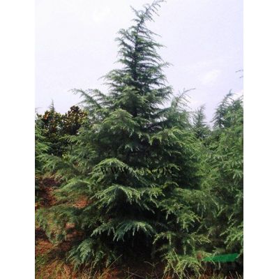 新21年南京小龍柏行情價格，低售價