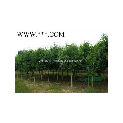 龍柏價格  龍柏各種規格  江蘇龍柏產地