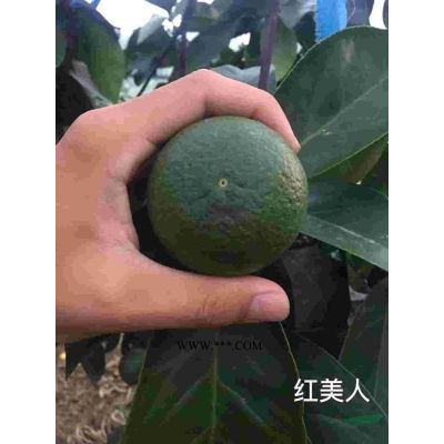 1－2公分樂昌含笑苗