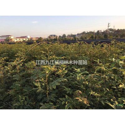 棕櫚種子 江西棕櫚種子價格 當年新種子 質量保證
