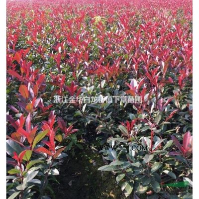 浙江紅葉石楠小苗基地批發價格 30冠幅金華紅葉石楠杯苗報價表