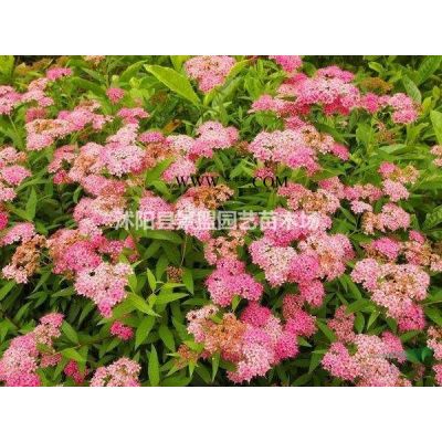 紅葉石楠苗哪里*便宜*新什么價格