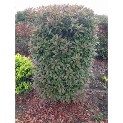 大量低價供應80老口紅葉石楠球