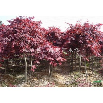 石楠