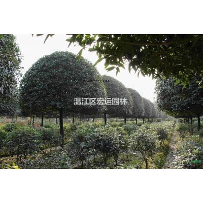 紅葉石楠球，四川紅葉石楠球，成都紅葉石楠球。
