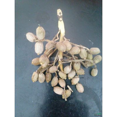 紅葉石楠小苗