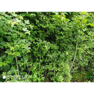 3,4,5公分紅葉石楠，6,7,8公分高桿紅葉石楠