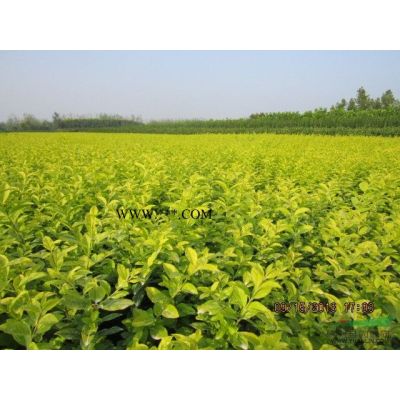 信陽供應(yīng)造型苗木，小葉女貞造型，紫薇造型，羅漢松造型