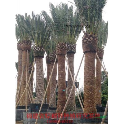 蜜柚：香泡樹 高度30-80公分種苗袋苗