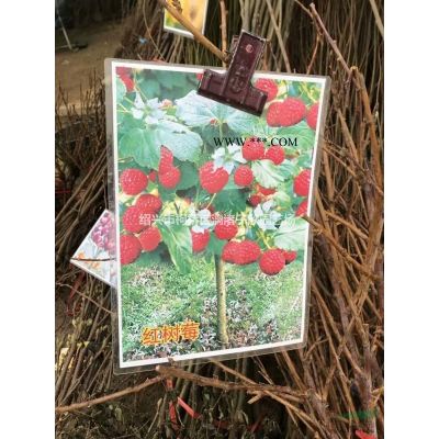 羅漢松造型 柱子