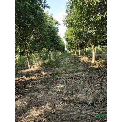 龍柏30公分左右200棵