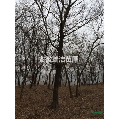 羅漢松