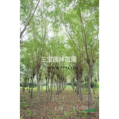 精品龍柏