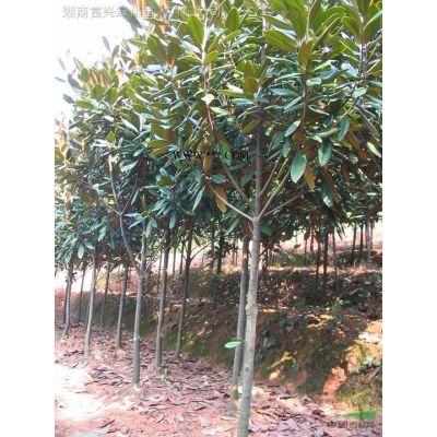 瀏陽10公分樂昌含笑哪里便宜，瀏陽5公分樂昌含笑市場報價