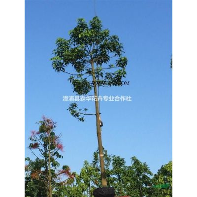 老人葵、華棕、華盛頓棕櫚