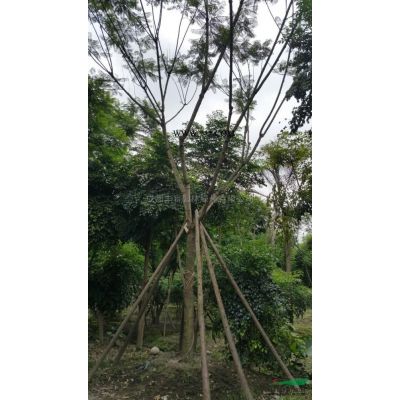 供應金森女貞小苗 杜鵑小苗 紅葉石楠小苗 各種工程小苗