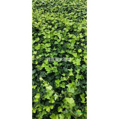 江蘇常州供應紅葉石楠小毛球/金森女貞小毛球/金邊黃楊小毛球