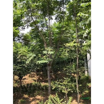 高桿紅葉石楠
