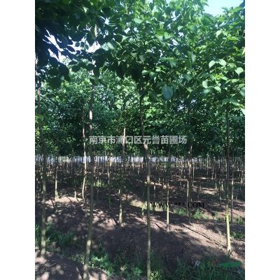 石楠，石楠樹，土石楠，本石楠，白花石楠，高桿石楠，紅葉石楠球