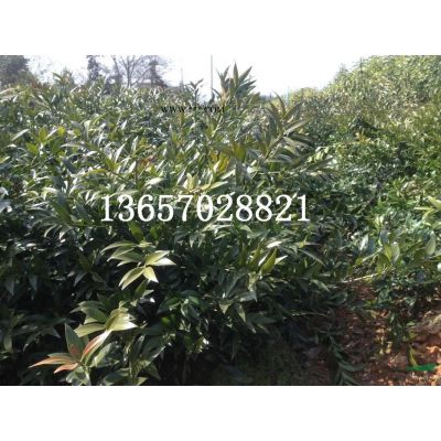 供應高桿紅葉石楠