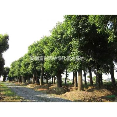 瀏陽精品紅葉石楠球，1米2紅葉石楠球哪里便宜，湖南紅葉石楠樹