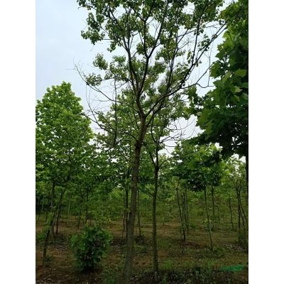 紅葉石楠