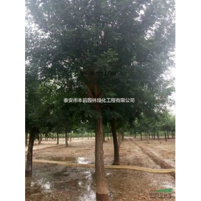 龍柏泰安龍柏球，泰安龍柏價(jià)格，泰安本昌園林供應(yīng)泰安龍柏