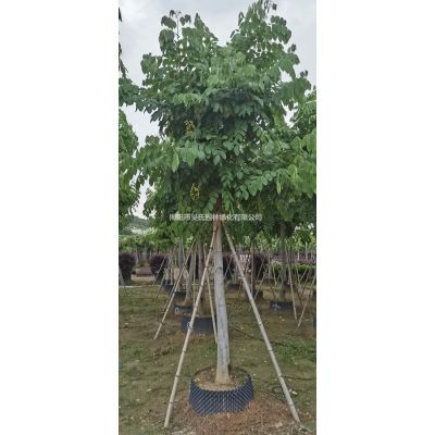 廣東供應(yīng)羅漢松塔型  揭陽(yáng)羅漢松塔型規(guī)格*