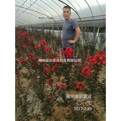 香泡