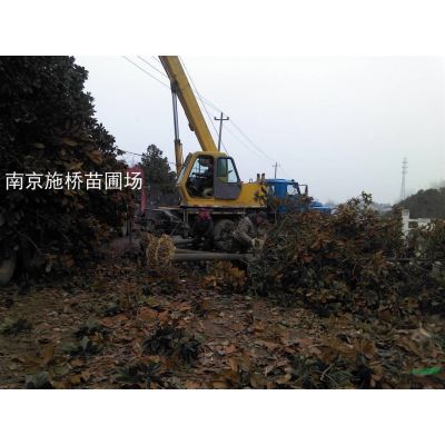 3米高龍柏價格