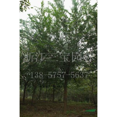供應地徑7-10公分精品羅漢松