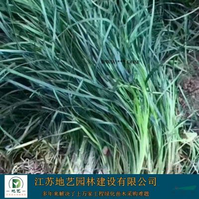 地藝苗圃大量供應(yīng)棕櫚 江蘇棕櫚基地 江蘇棕櫚價格