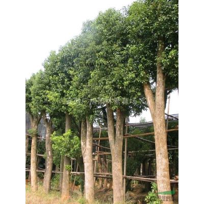 紅葉石楠樹