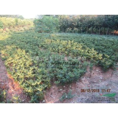 1米棕櫚價格是多少，1.2米棕櫚價格，河南潢川棕櫚價格