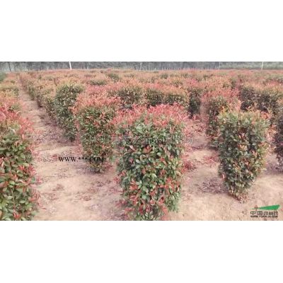 江蘇紅葉石楠柱介紹