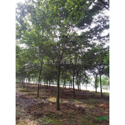 紅葉石楠信息