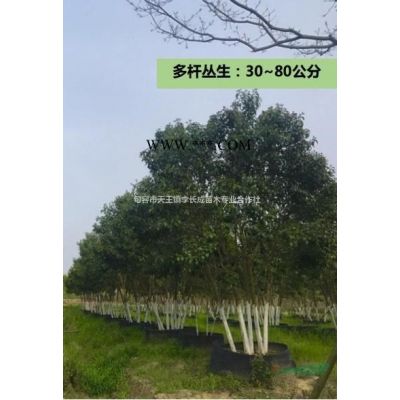 優質特價石楠 江蘇產地直銷