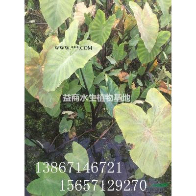 供應紅葉石楠杯苗，20W