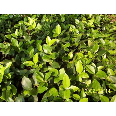 10000株紅葉石楠球冠1.8-2米供應