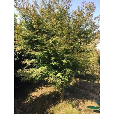 供應(yīng)紅葉石楠樹