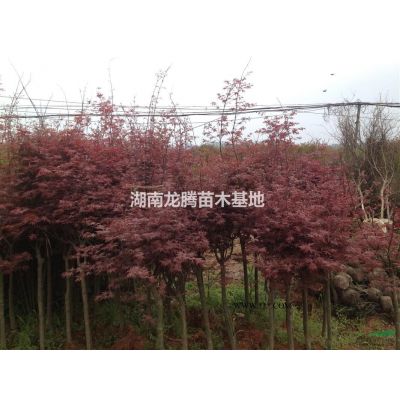 香樟、桂花、羅漢松、廣玉蘭、杜英、香泡、樂昌含笑、塔柏、茶花