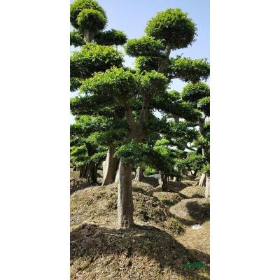 這是今天從基地實(shí)拍的香泡圖片 湖南香泡價(jià)格便宜 如果需要大量