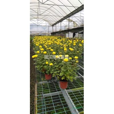 六盤水羅漢松種植基地