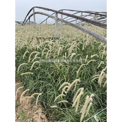 小龍柏自產自銷  小龍柏種植基地  小龍柏800萬低價處理