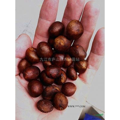 供應香泡種子