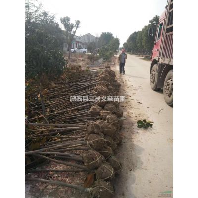 安徽合肥供應(yīng)高桿石楠