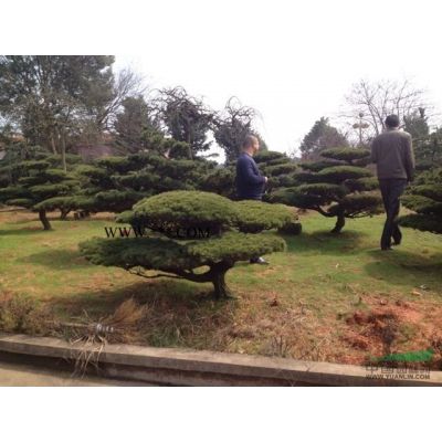 批發綠化小苗七里香球 龜甲冬青球 紅葉石楠球 紅花繼木球價格
