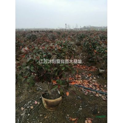 江蘇紅葉石楠球：紅葉石楠球：中桶石楠球，